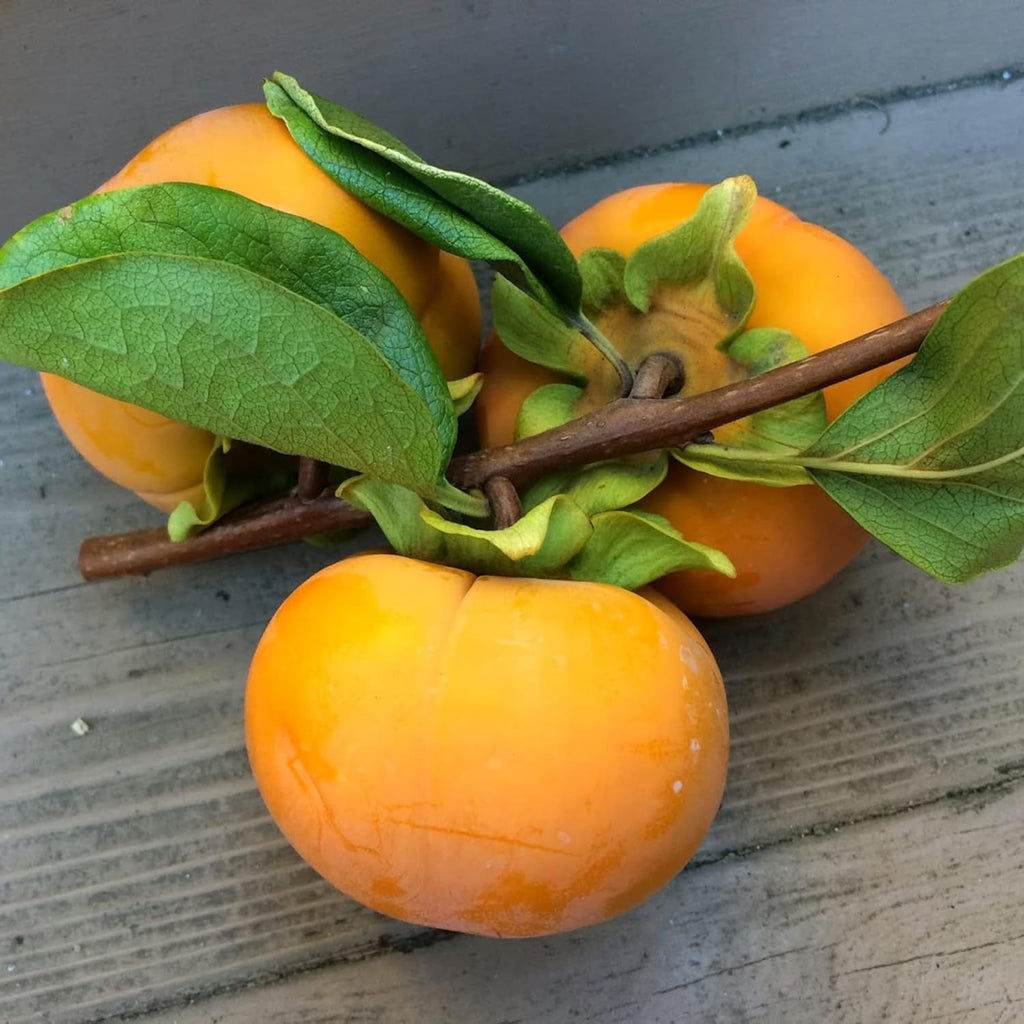 Fuyu Persimmon Seeds Sweet Edible Fruit Tree Outdoor 10Pcs N32854