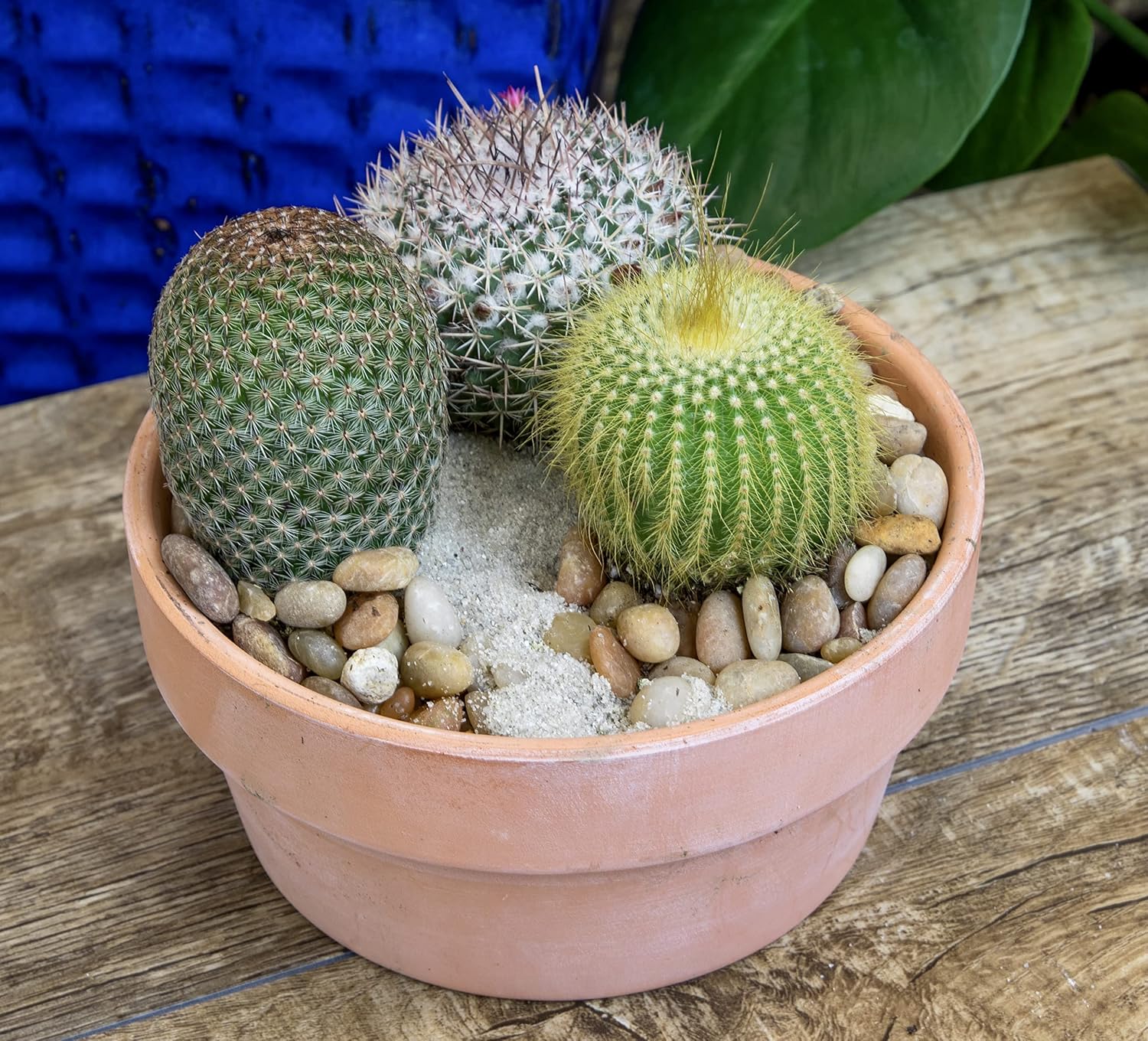 Assorted Cactus Plants Live Succulents (4PK) M49825