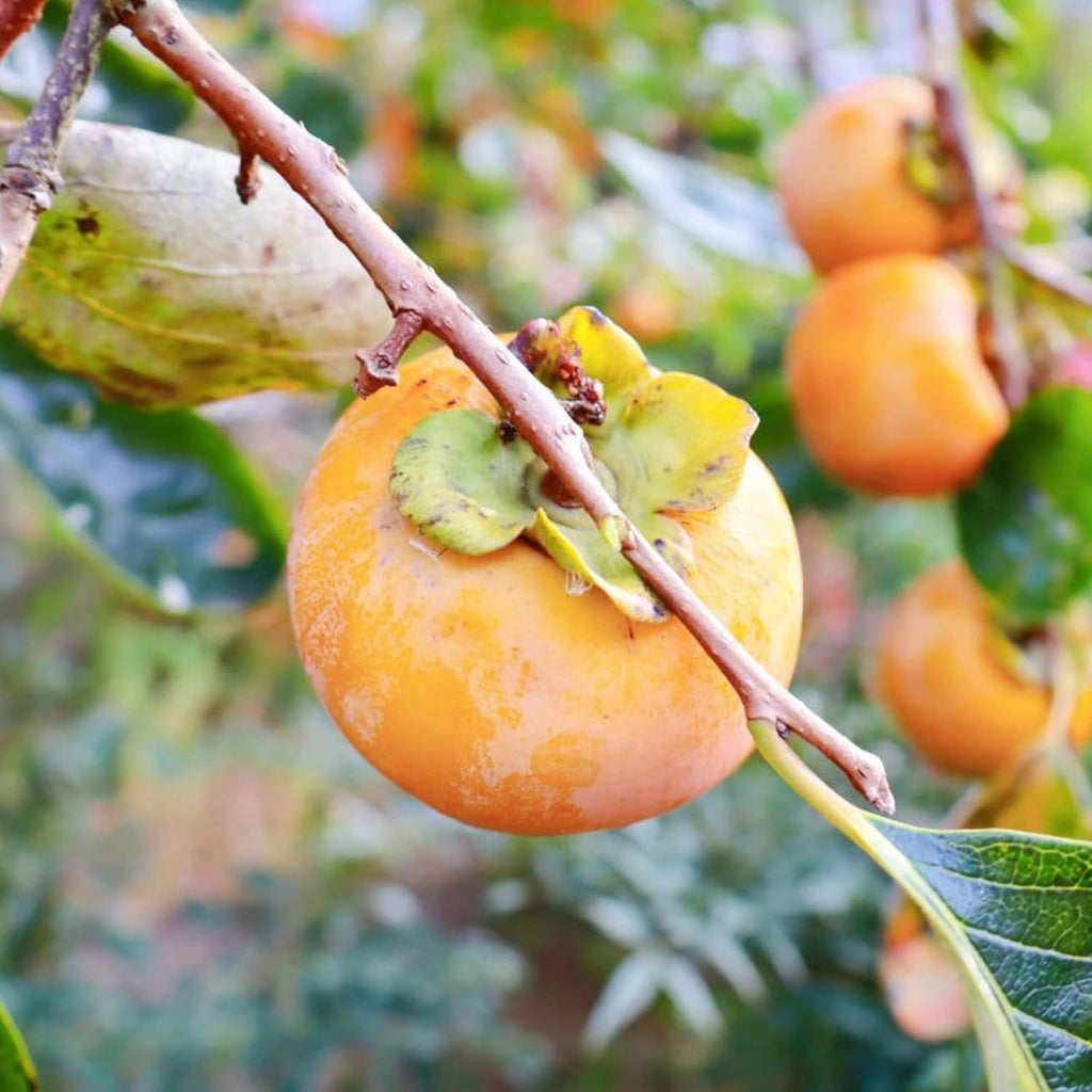 Fuyu Persimmon Seeds Sweet Edible Fruit Tree Outdoor 10Pcs N32854