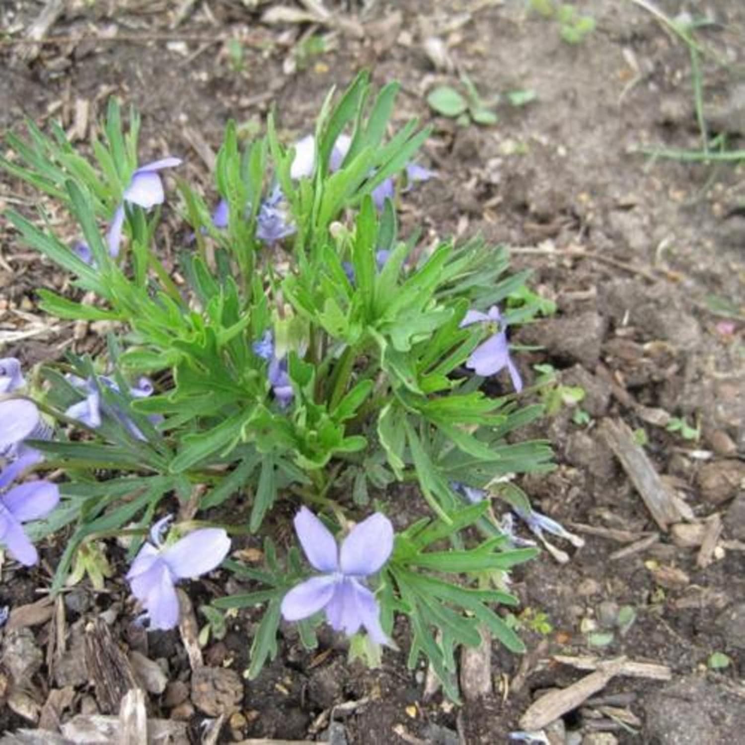 Prairie Violet Seeds Hardy Deep Blue-Violet Flowers U782