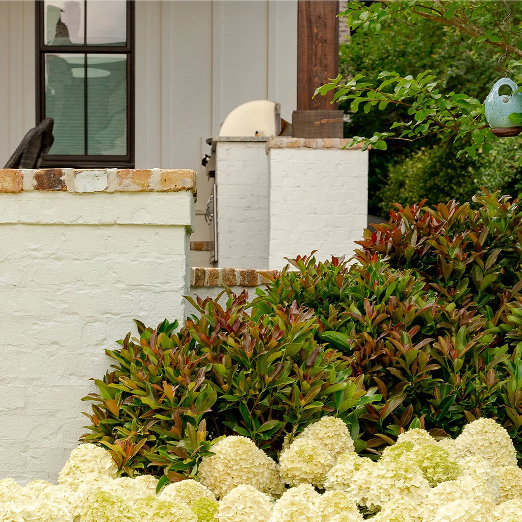 Viburnum Copper Top Live Shrub (2 Gallon) L27176