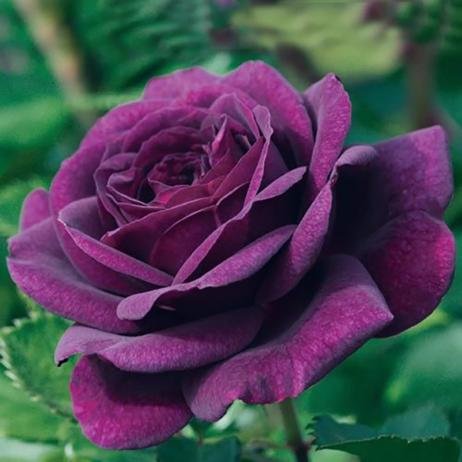 Dormant Bare Root Tree Rose, One Plant per Order K78904