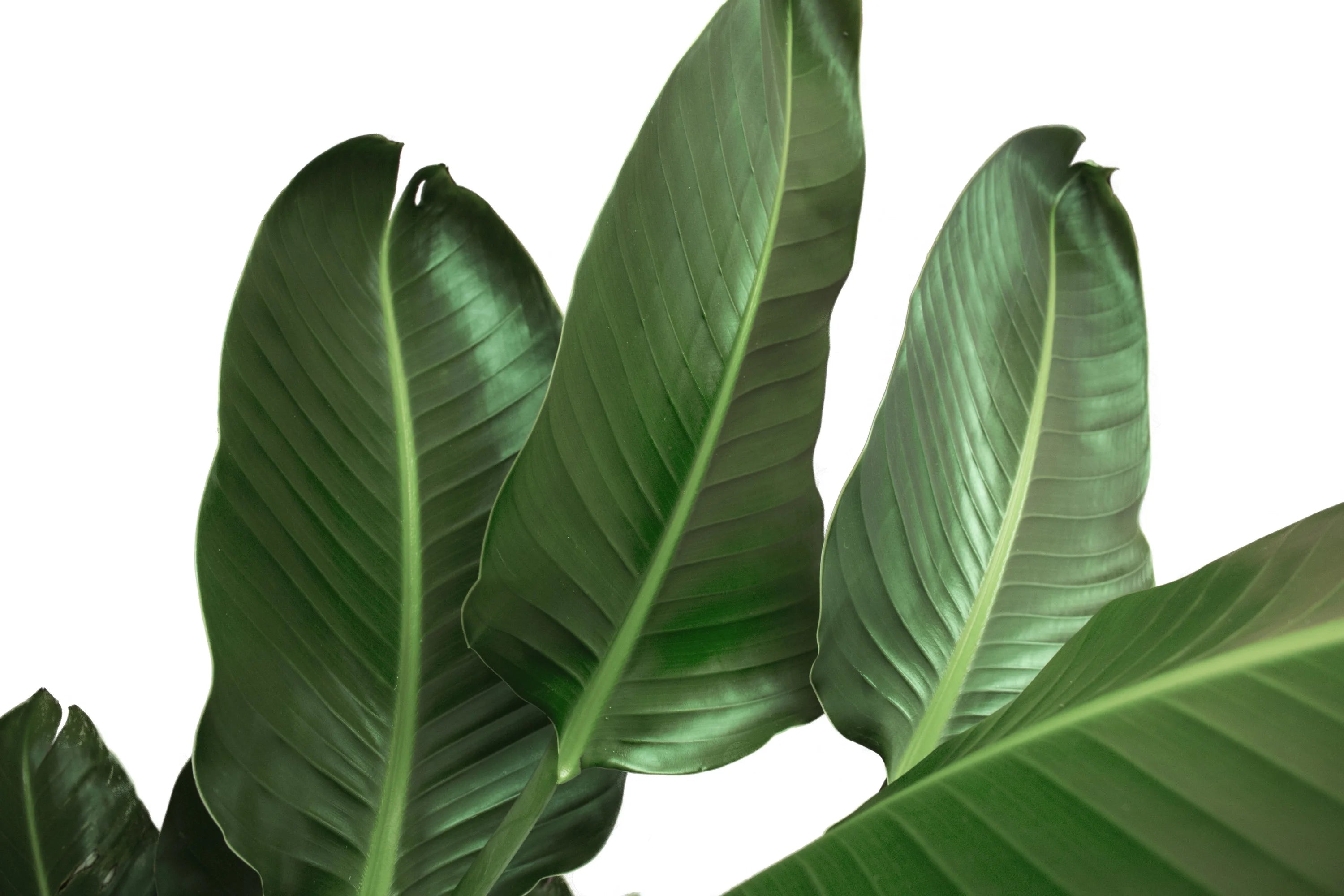White Bird of Paradise Indoor Plant in White Pot R1313
