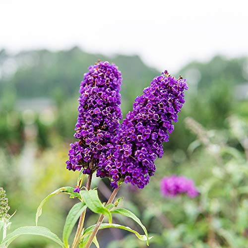 Butterfly Shrub 1 Gallon Live Bush for Outdoor Planting Z397