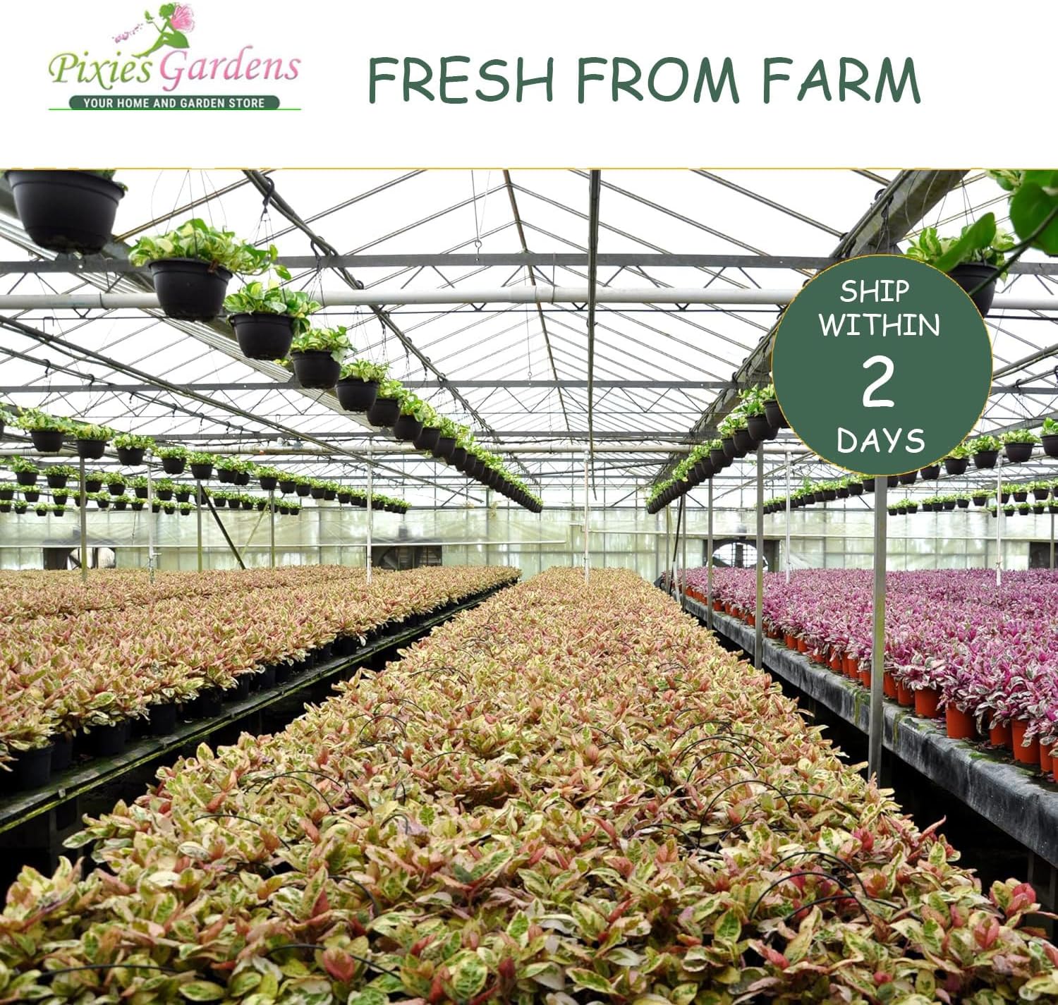 Nandina Firepower 2 Gallon U6379