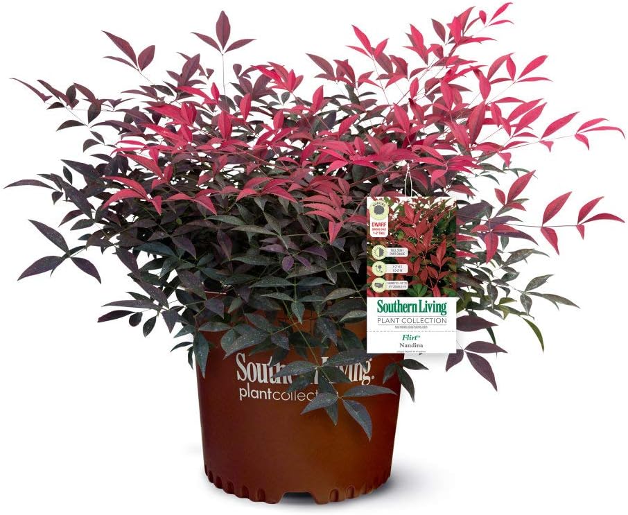 Nandina Southern Flirt Live Plant, Colorful Foliage Z3726