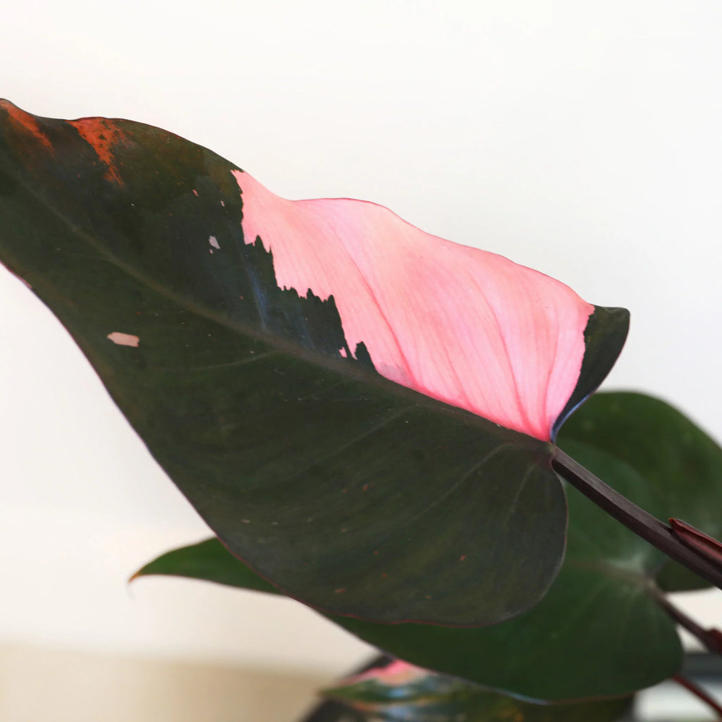 Pink Princess Philodendron Live Plant in 5" Ceramic Pot F136