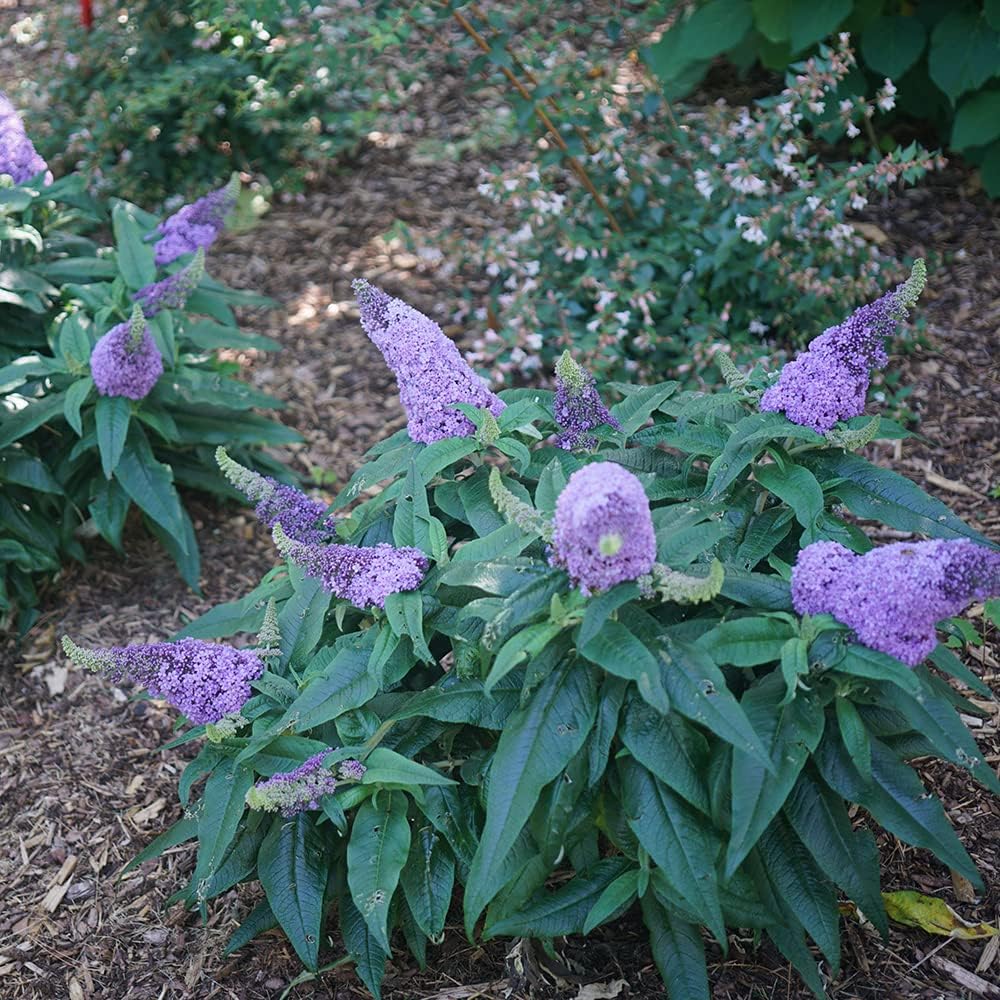 Amethyst Butterfly Bush - Deciduous Shrub - Light Purple Flowers - 3 Gallon Pot B5658