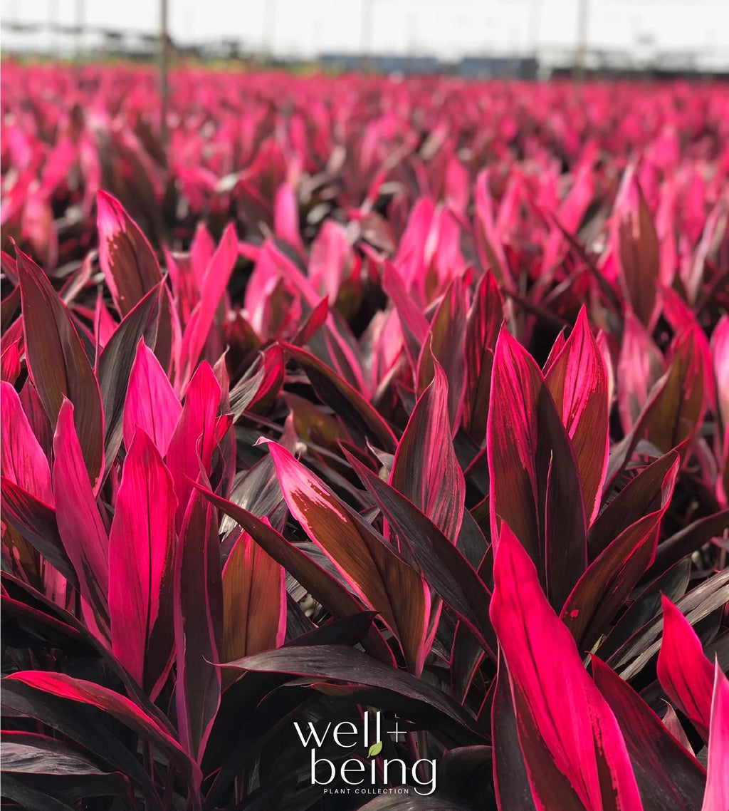 Ti Plant Live Plant 25-30 in. Tall in Grower Pot S7358