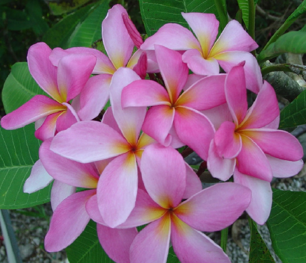 Pink Hawaiian Plumeria Frangipani Plant Cutting 9-12 Inches B93002
