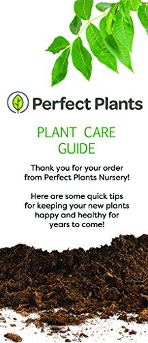 Fuyu Asian Persimmon Tree, Live Plant (3-4 ft.) A9476