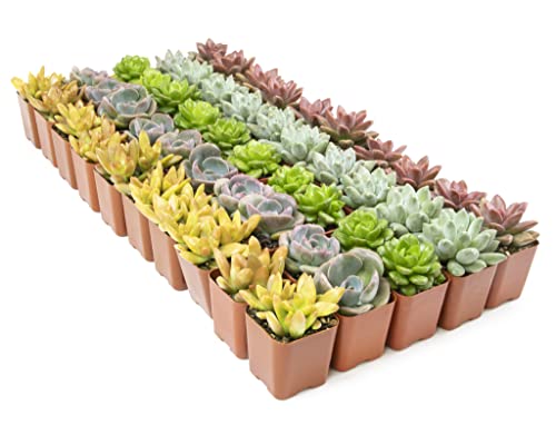 Succulent Plants Live (12 Pack) Potted Indoor Houseplants M1951