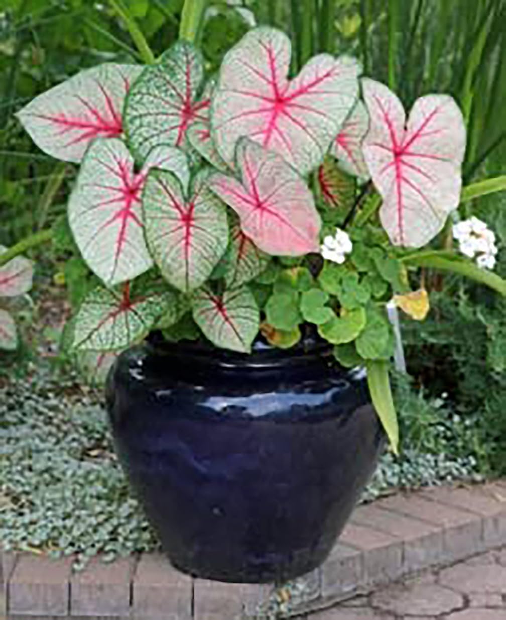 Caladium White with Red Marks Z93037