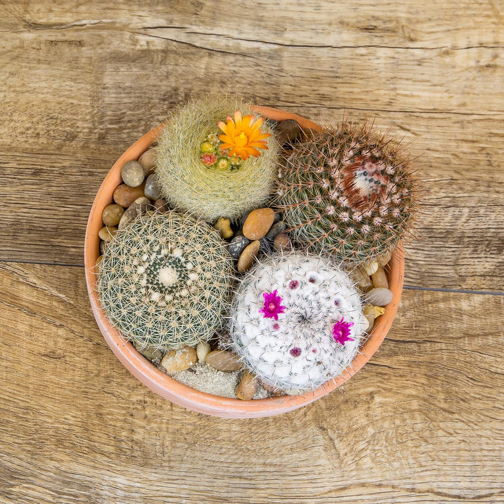 Assorted Cactus Plants Live Succulents (4PK) M49825