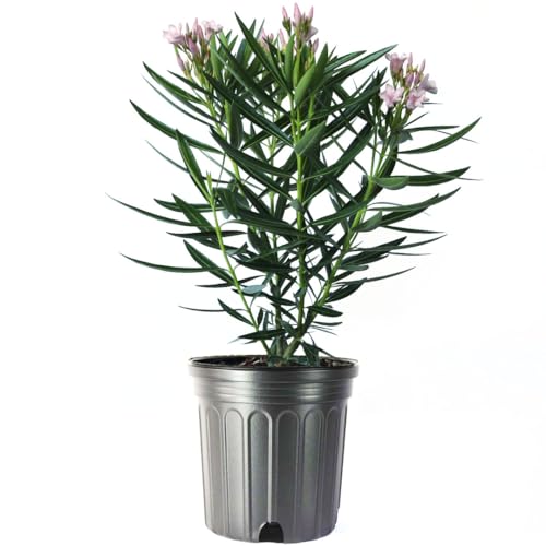 AMERICAN PLANT EXCHANGE Oleander Bush, Semi Dwarf, Petite Pink", Flowering Landscape Shrub, 10-Inch Pot, Live Outdoor Plant, 3-4ft Max Height, Hardy Evergreen Landscape Shrub