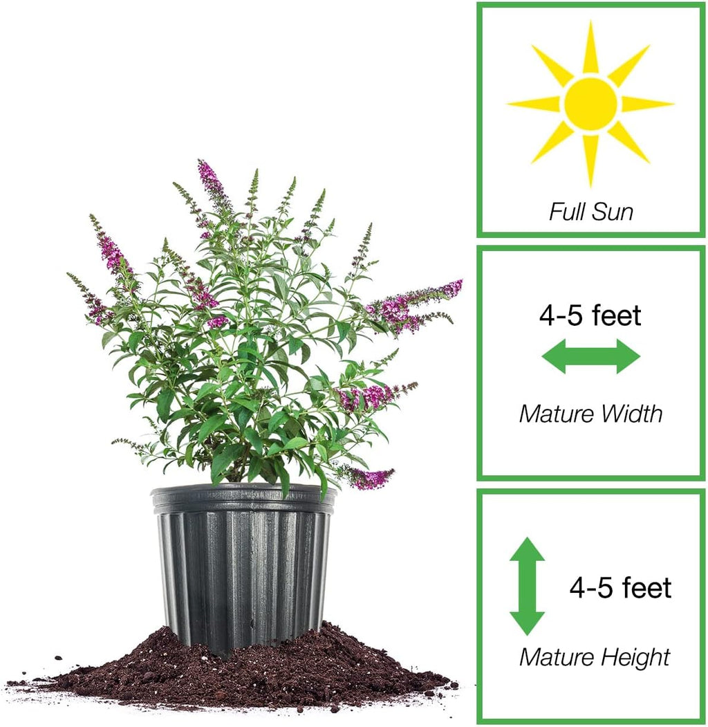 Butterfly Bush in 3 Gallon Pot, Live Shrub for Outdoor Planting, Red Flowers in Summer F808