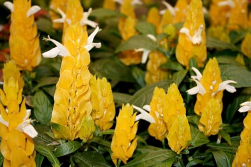 Golden Shrimp Plants Live, 3-6 Inches, 2 Plants M522