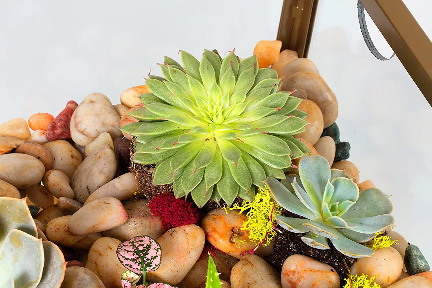 Square Terrarium Glass End Table, 18x18x27 Q436914