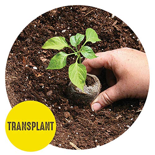 Seed Starting Tray Kit, 36 Cell with Peat Pellets, 3 Pack Q90398