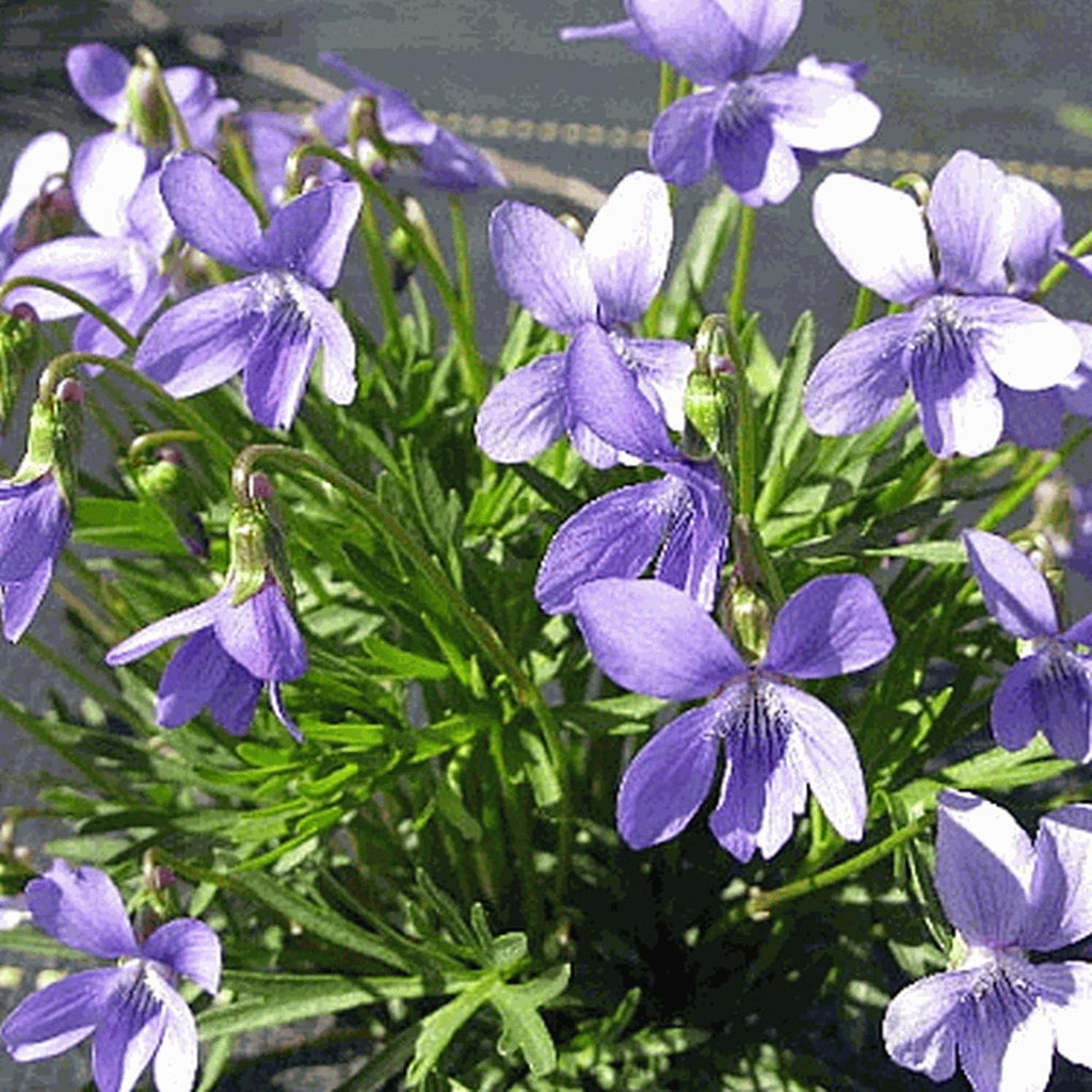 Prairie Violet Seeds Hardy Deep Blue-Violet Flowers U782