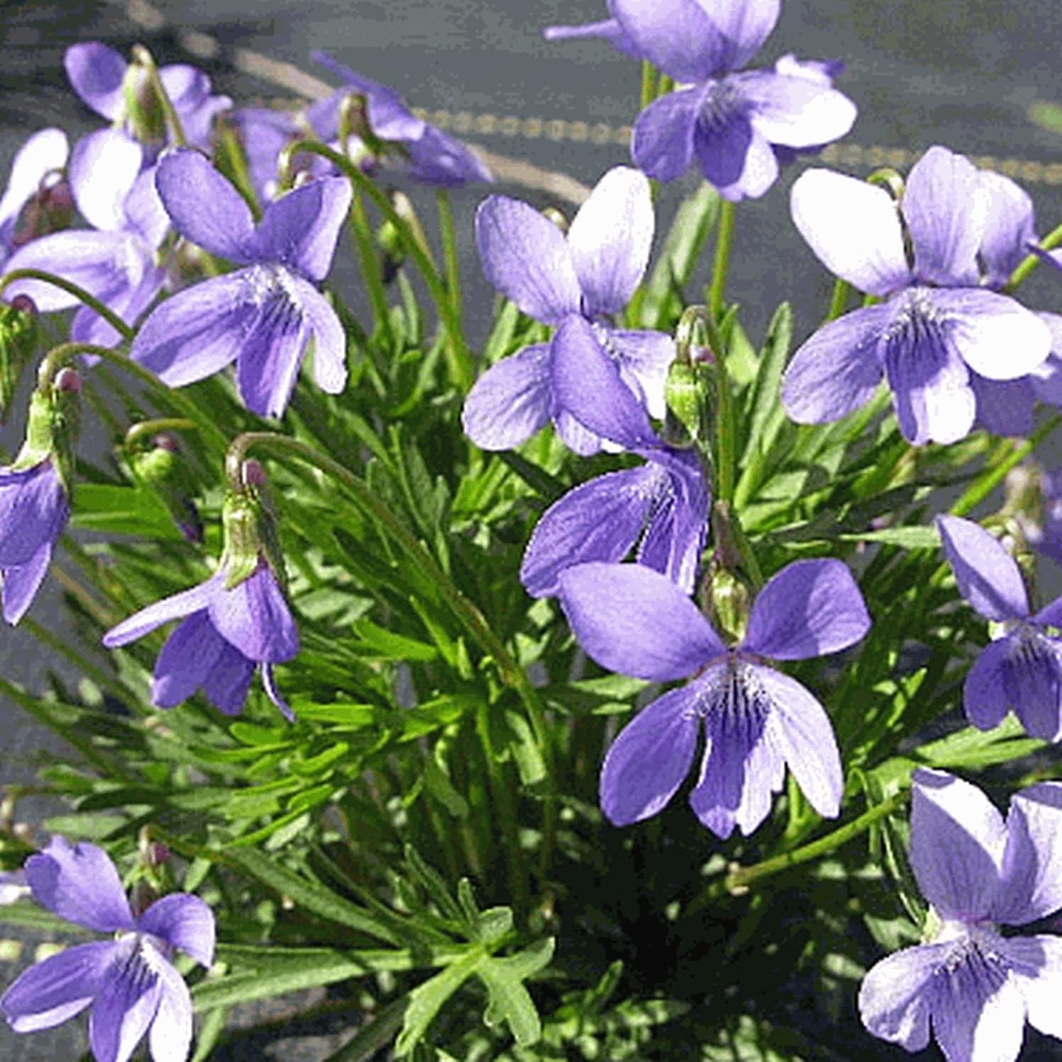 Prairie Violet Seeds Hardy Deep Blue-Violet Flowers U782