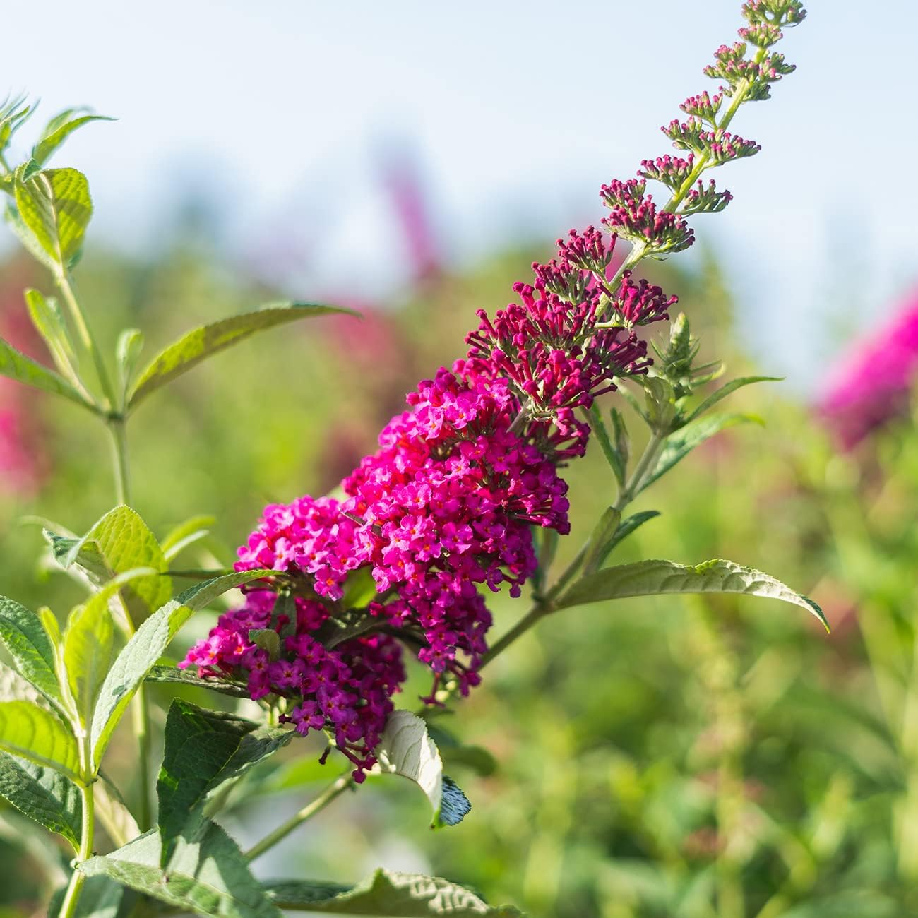 Butterfly Bush in 3 Gallon Pot, Live Shrub for Outdoor Planting, Red Flowers in Summer F808
