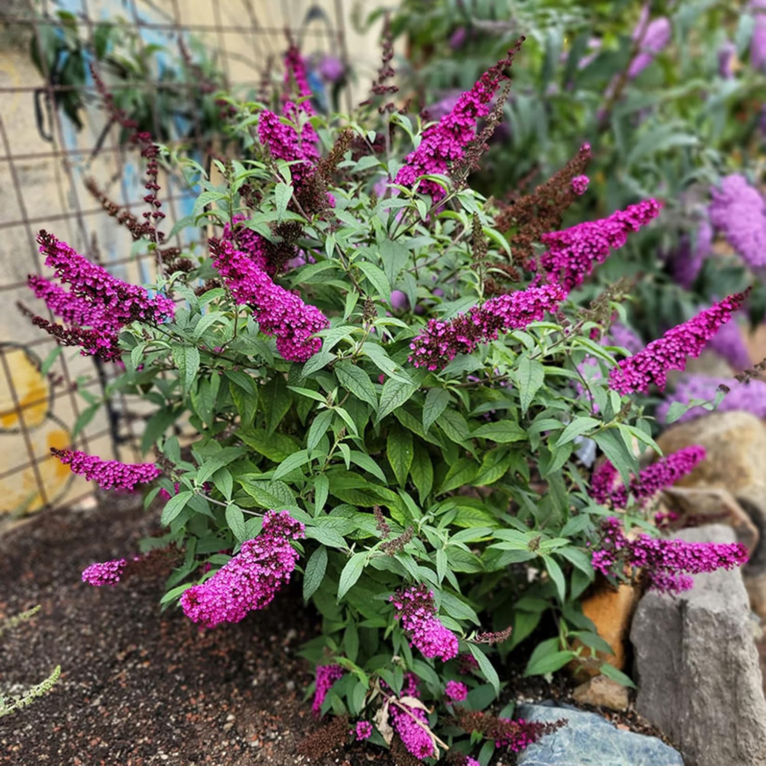 Pink Butterfly-Bush Summer Lilac Seeds, Perennial Flowering Shrub M85024