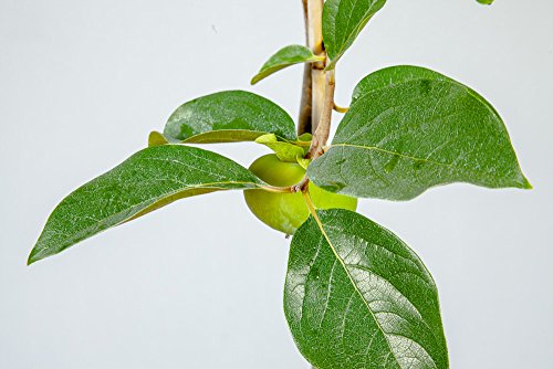Fuyu Asian Persimmon Tree, Live Plant (3-4 ft.) A9476