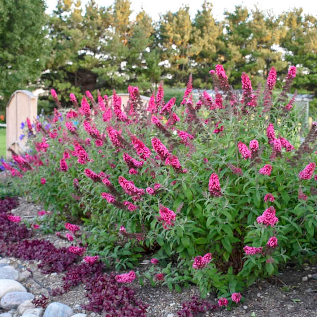 Pink Butterfly-Bush Summer Lilac Seeds, Perennial Flowering Shrub M85024