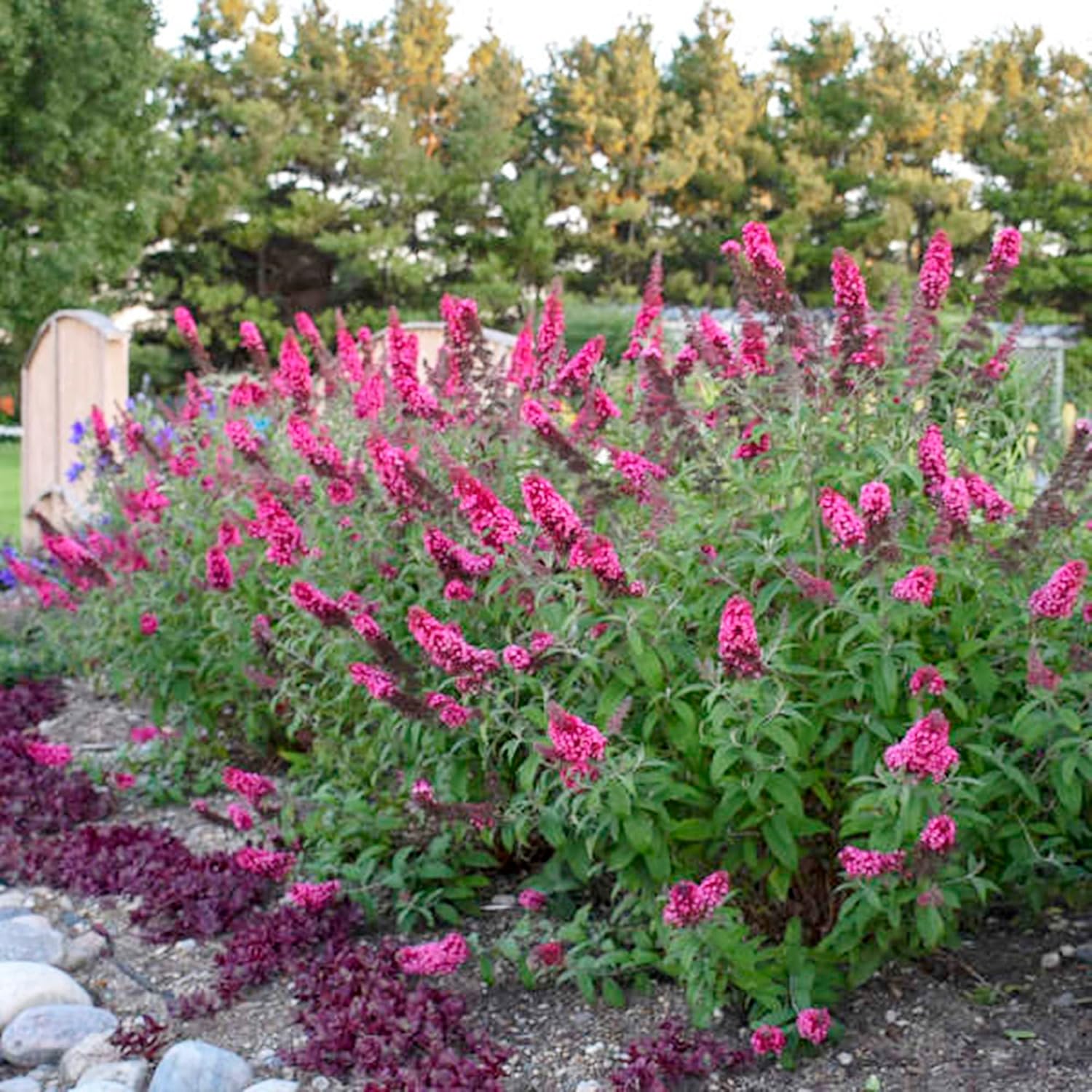 Pink Butterfly-Bush Summer Lilac Seeds, Perennial Flowering Shrub M85024