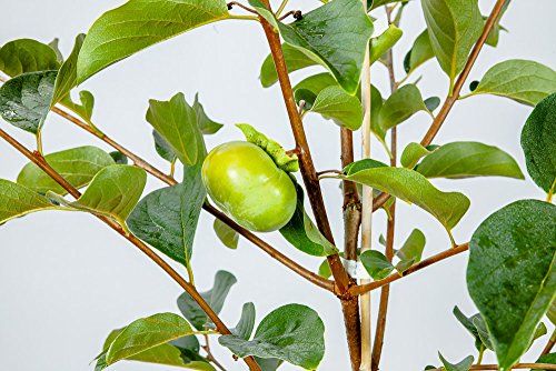 Fuyu Asian Persimmon Tree, Live Plant (3-4 ft.) A9476