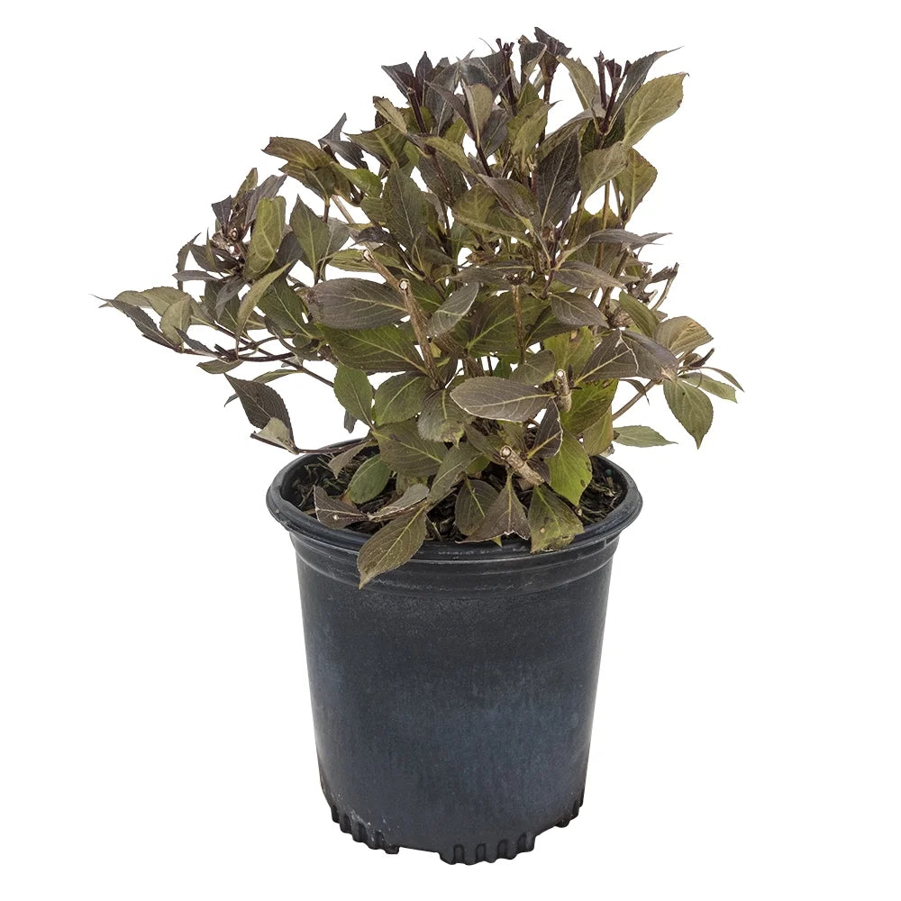 Red Prince Weigela Flowering Shrub, 1 Gallon Pot O81533