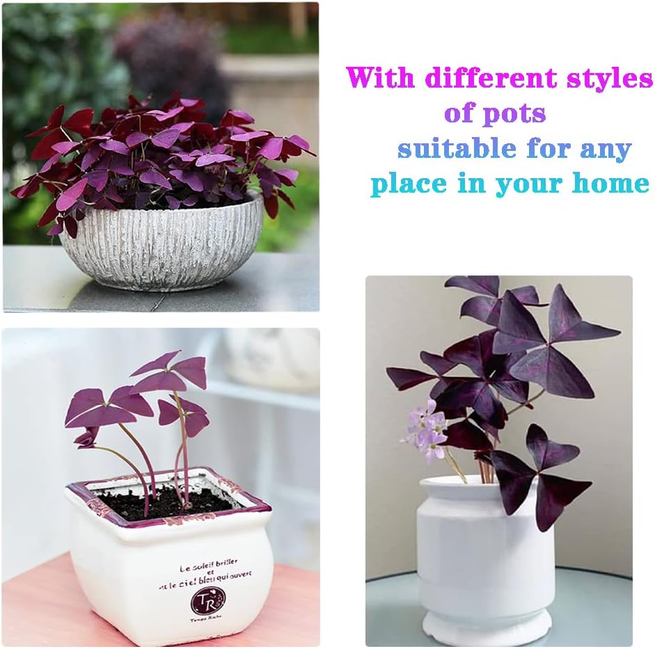 Purple Shamrocks Bulbs for Indoor or Outdoor Planting W291351