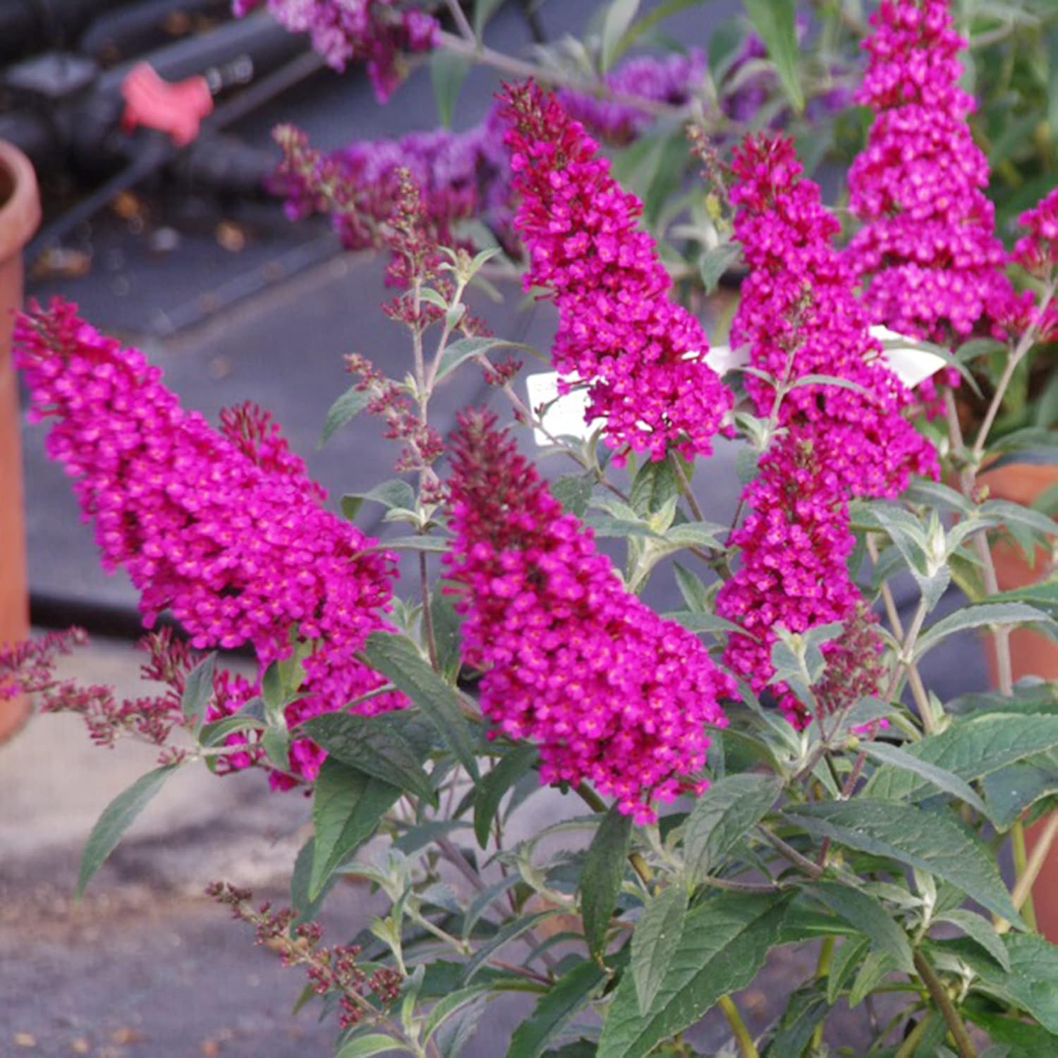 Pink Butterfly-Bush Summer Lilac Seeds, Perennial Flowering Shrub M85024