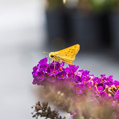 Butterfly Shrub 1 Gallon Live Bush for Outdoor Planting Z397