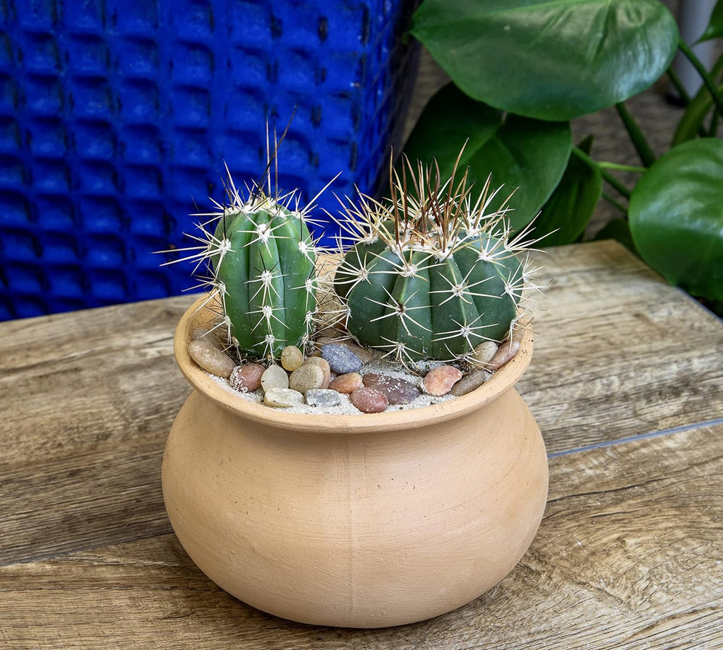 Assorted Cactus Plants Live Succulents (4PK) M49825