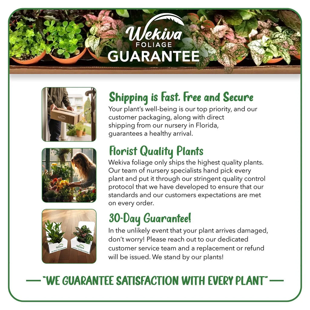 Cherry Parfait Rose Bush Live Starter Plant in 2 Inch Pot R4429