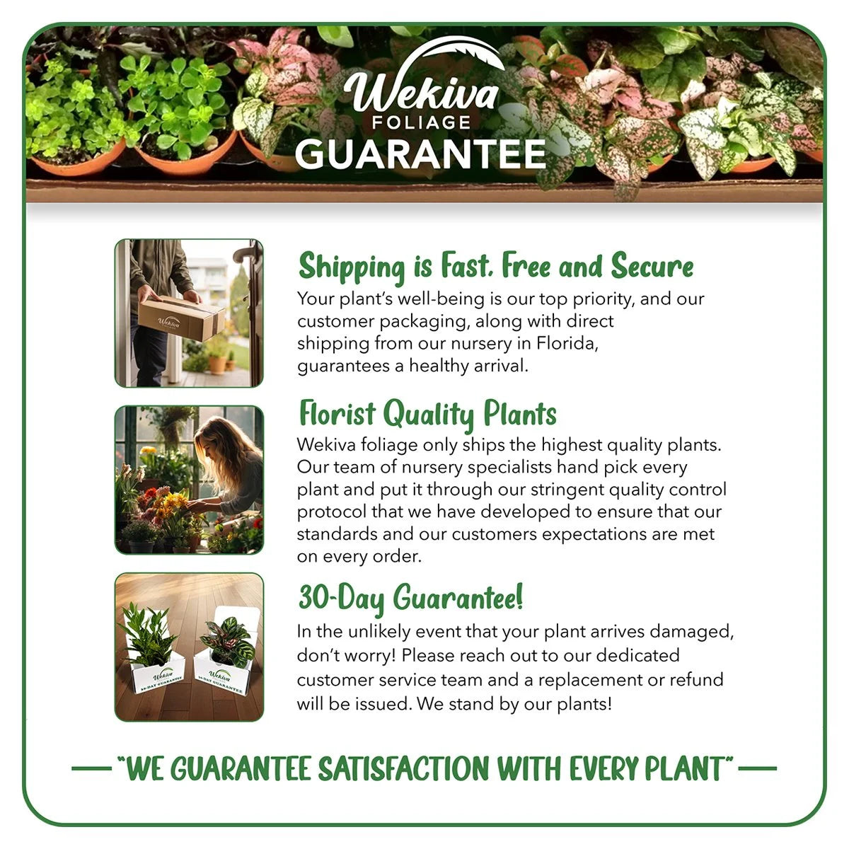 Cherry Parfait Rose Bush Live Starter Plant in 2 Inch Pot R4429