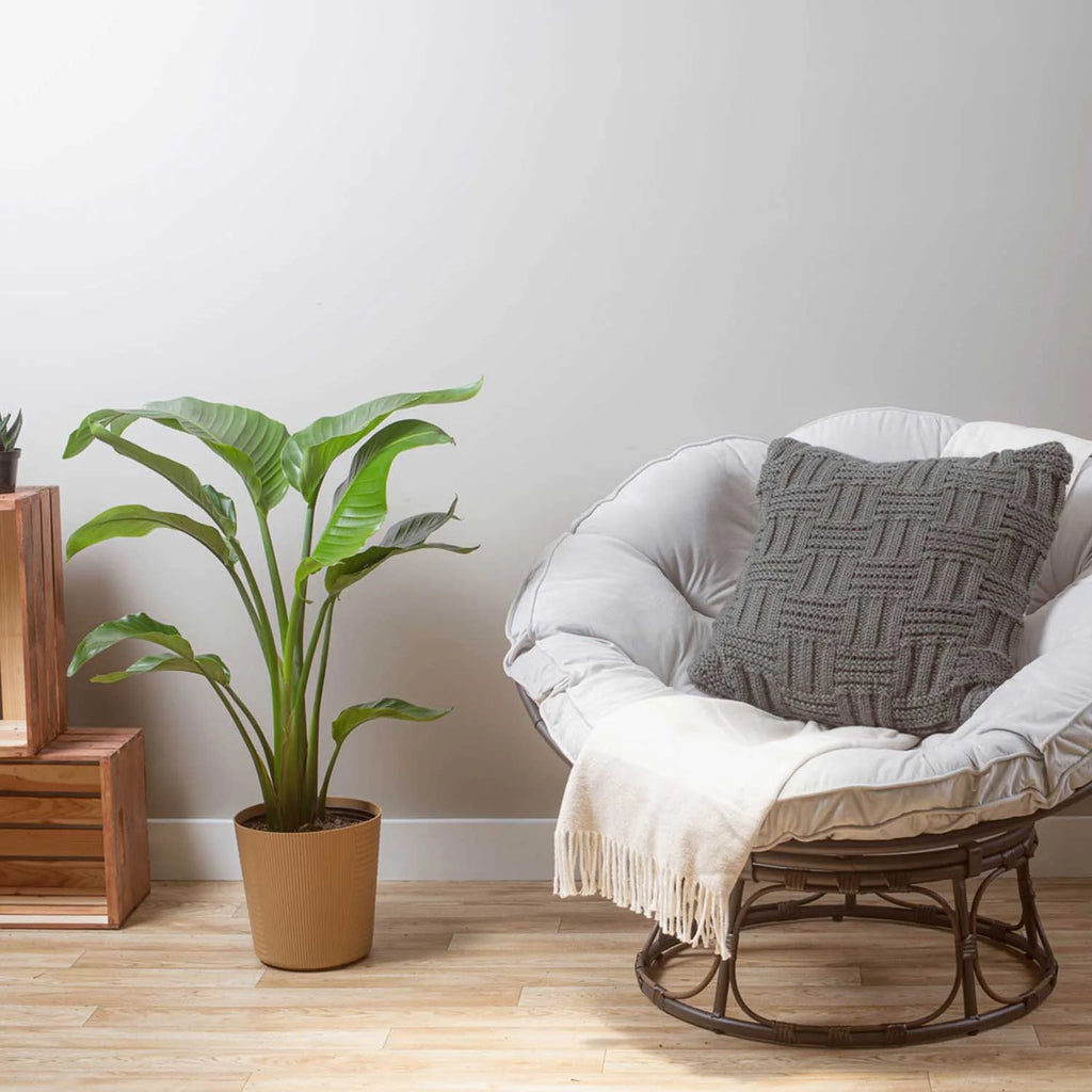 White Bird of Paradise Indoor Plant in White Pot R1313