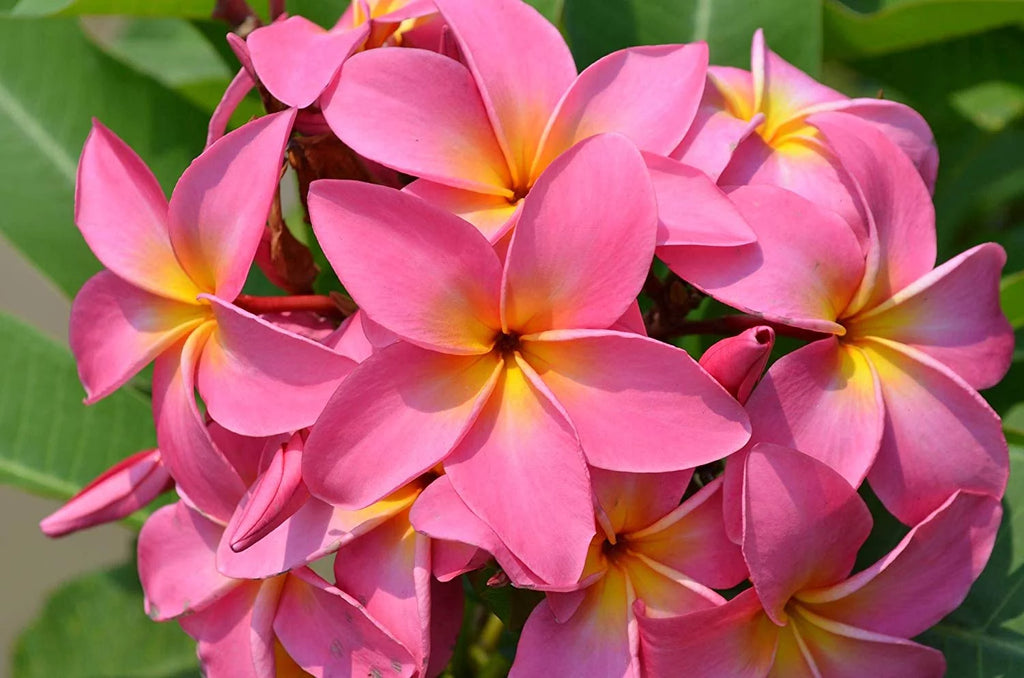 Pink Hawaiian Plumeria Frangipani Plant Cutting 9-12 Inches B93002