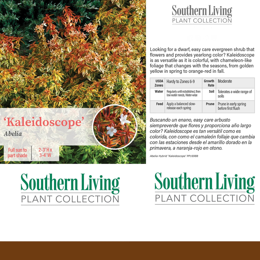 Abelia Kaleidoscope Live Shrub (2 Gallon) H309054