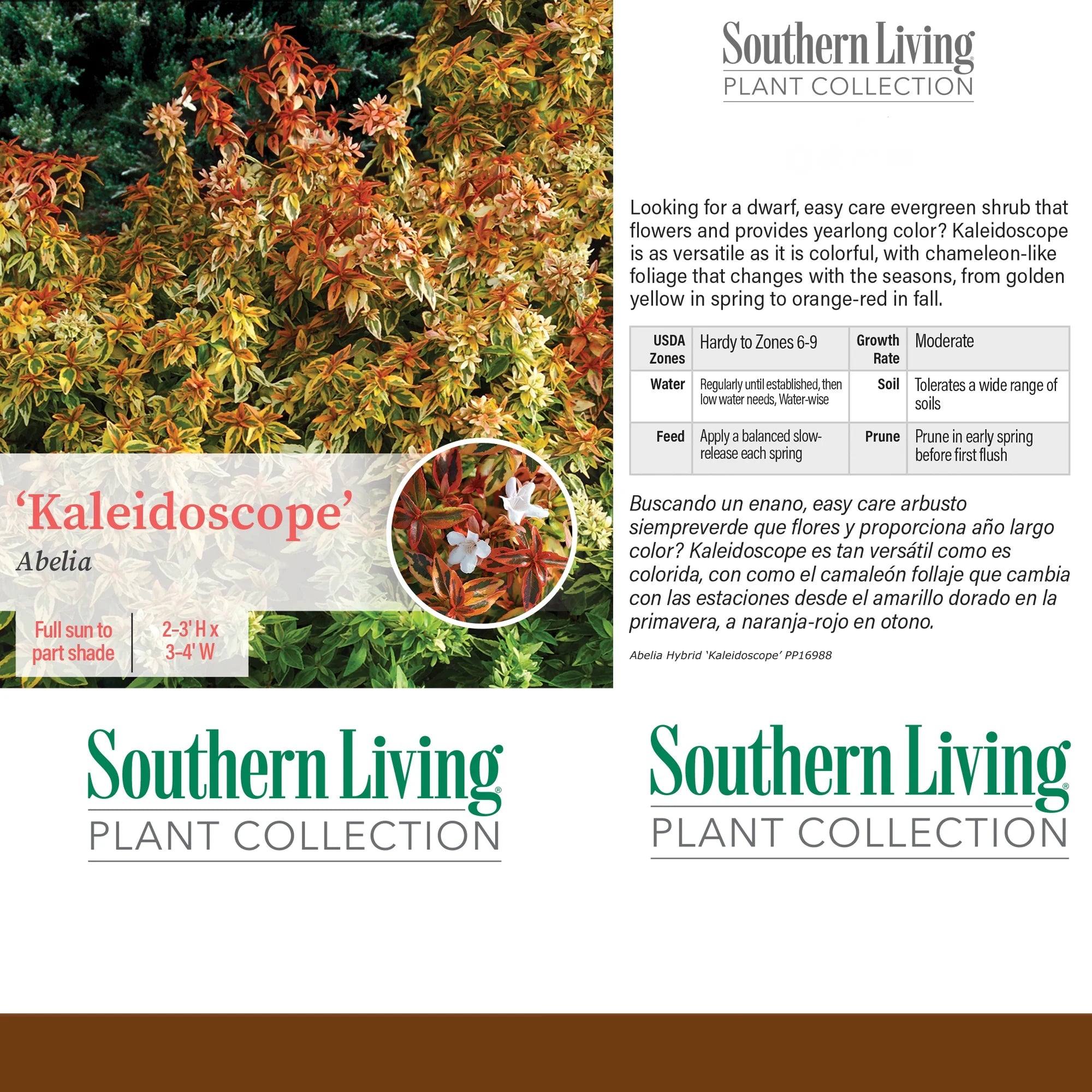 Abelia Kaleidoscope Live Shrub (2 Gallon) H309054