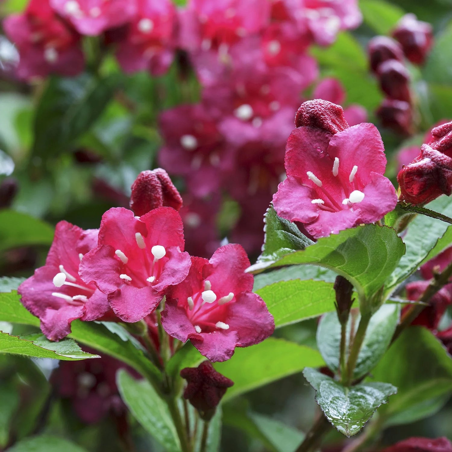 Red Prince Weigela Flowering Shrub, 1 Gallon Pot O81533