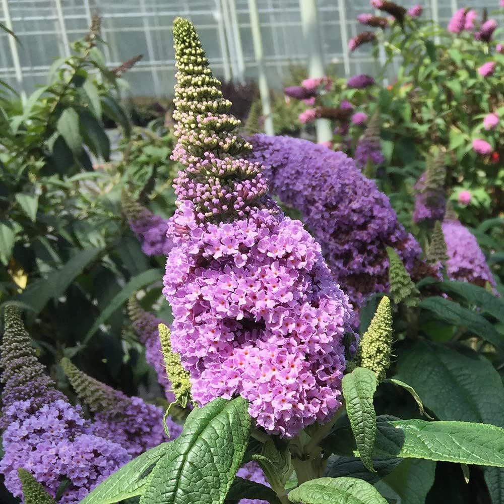 Amethyst Butterfly Bush - Deciduous Shrub - Light Purple Flowers - 3 Gallon Pot B5658