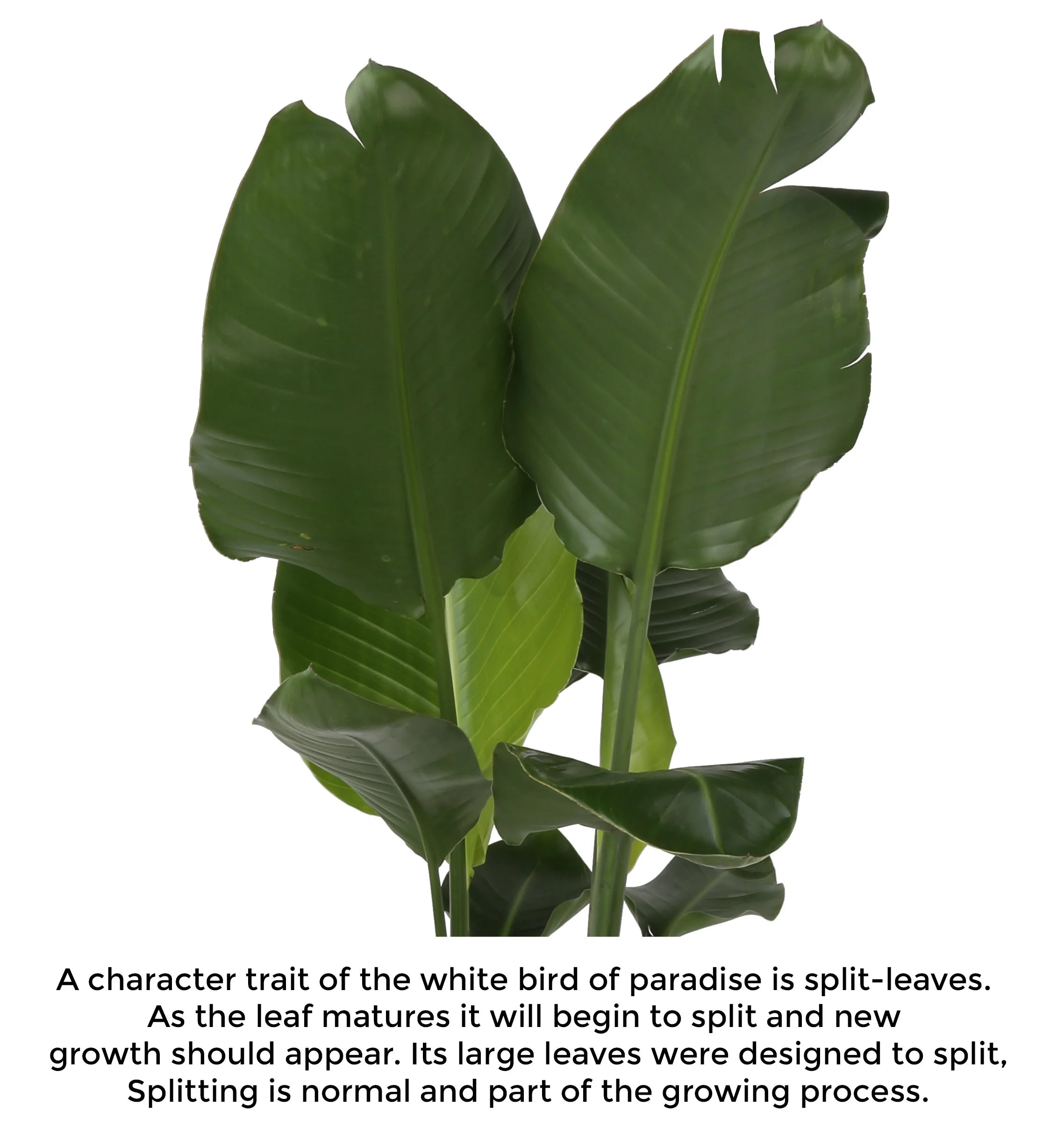 White Bird of Paradise Indoor Plant in White Pot R1313