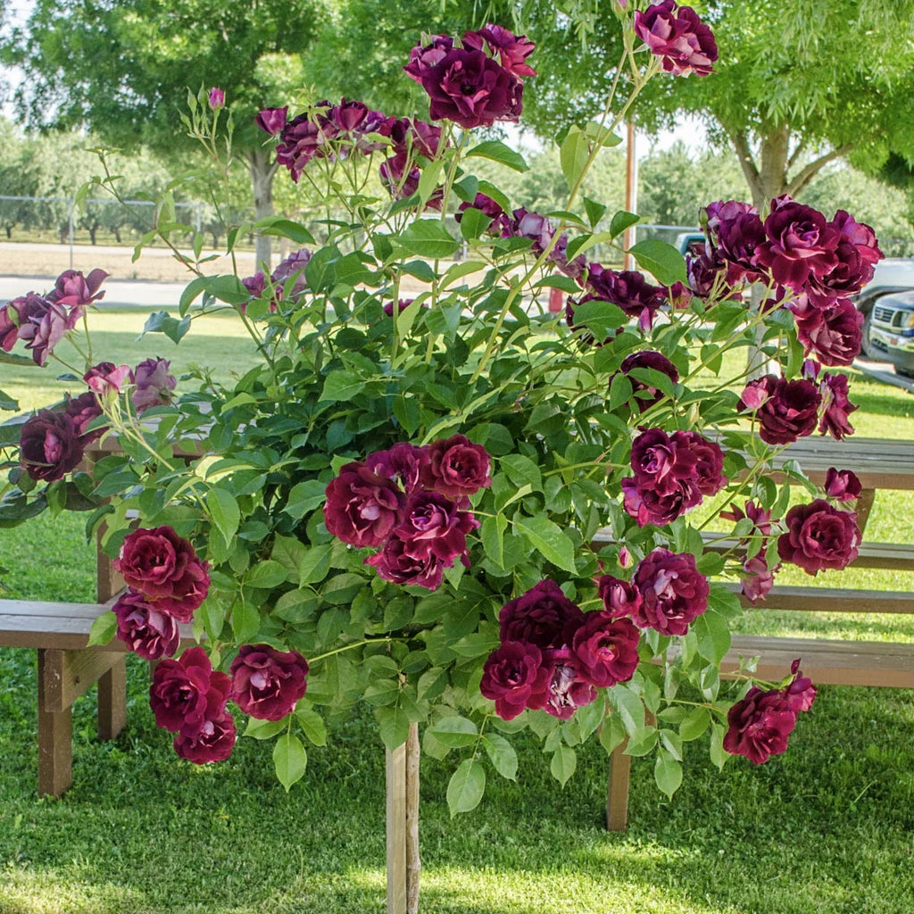 Dormant Bare Root Tree Rose, One Plant per Order K78904