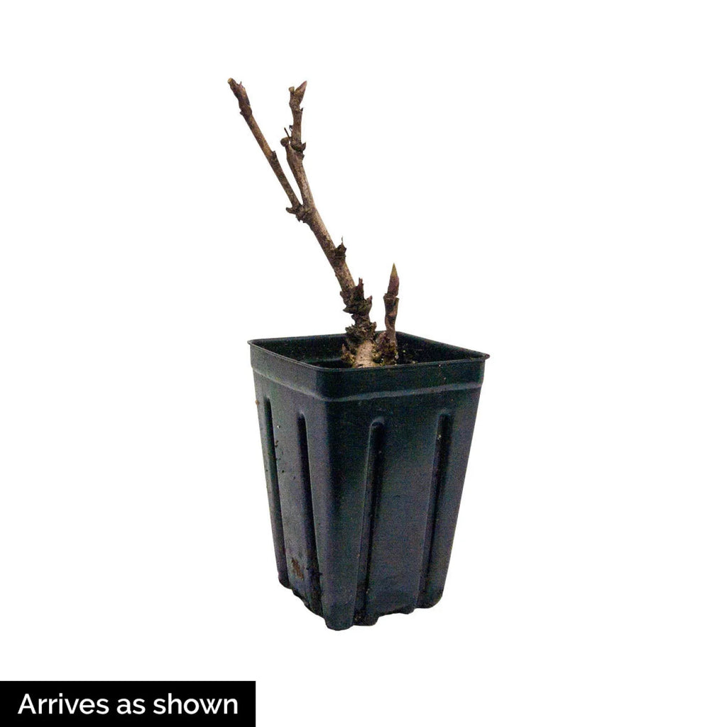 Itoh Peony Dormant Bare Root Perennial Starter Plant (1-Pack) Q91342