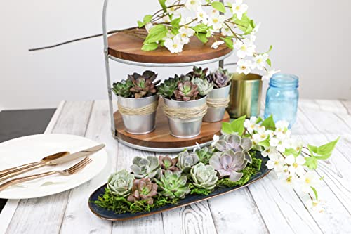 Succulent Plants Live (12 Pack) Potted Indoor Houseplants M1951