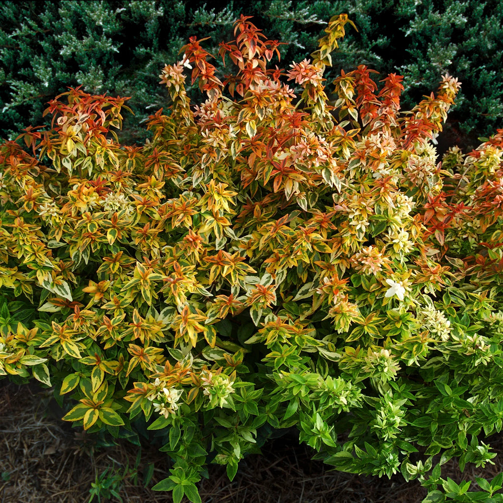 Abelia Kaleidoscope Live Shrub (2 Gallon) H309054