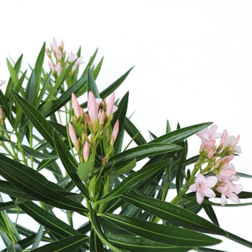 Oleander Bush Semi Dwarf Pink Flowering Shrub, Live Outdoor Plant Y97287